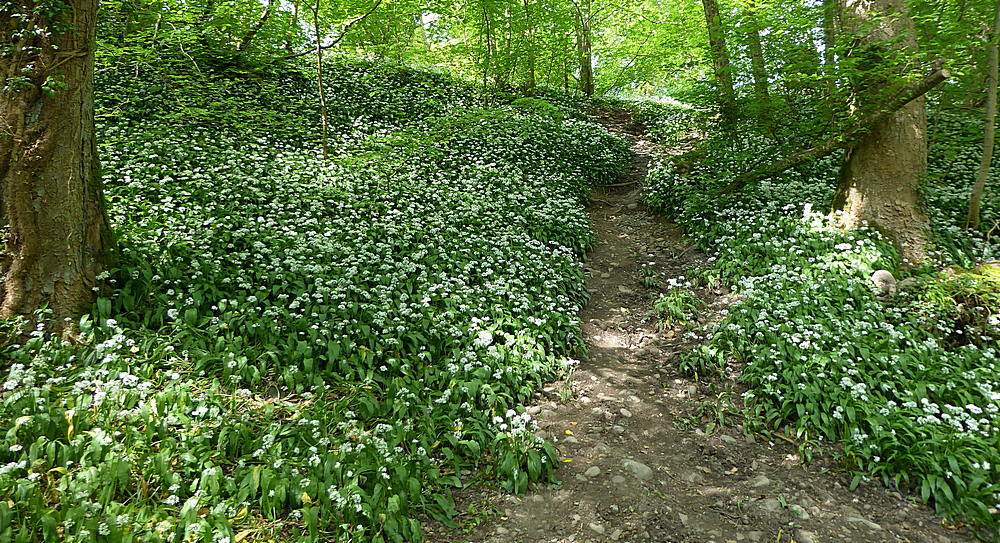 Banks of wild garlic in MacRosty Park Crieff